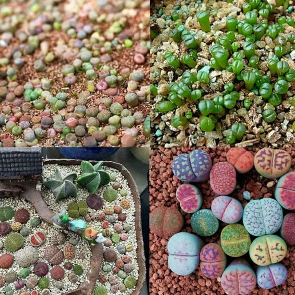 Lithops schwantesii c80. Lithops dorotheae. Литопс гесинария. Суккуленты литопсы живые камни. Набор живые камни.