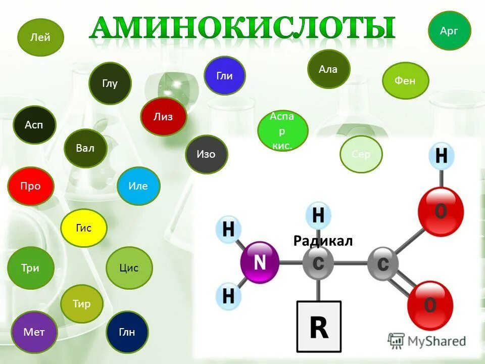 Сер лей ала. АСП-Лиз. АСП – вал – глу – фен – Лиз. АСП – АРГ – фен. АСП про фен Лиз.