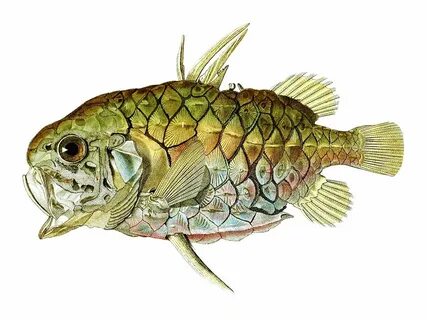 Des poissons