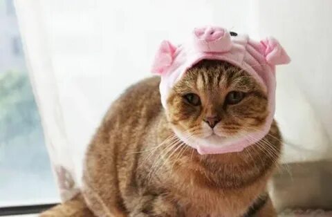 Cat pig