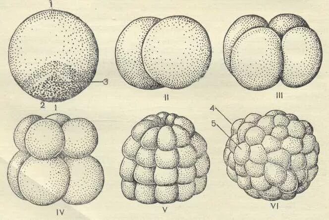 Начальный этап развития оплодотворенного яйца носит название. Зигота морула бластула. Дробление эмбриогенез. Дробление Бластуляция. Дробление зиготы гистология.