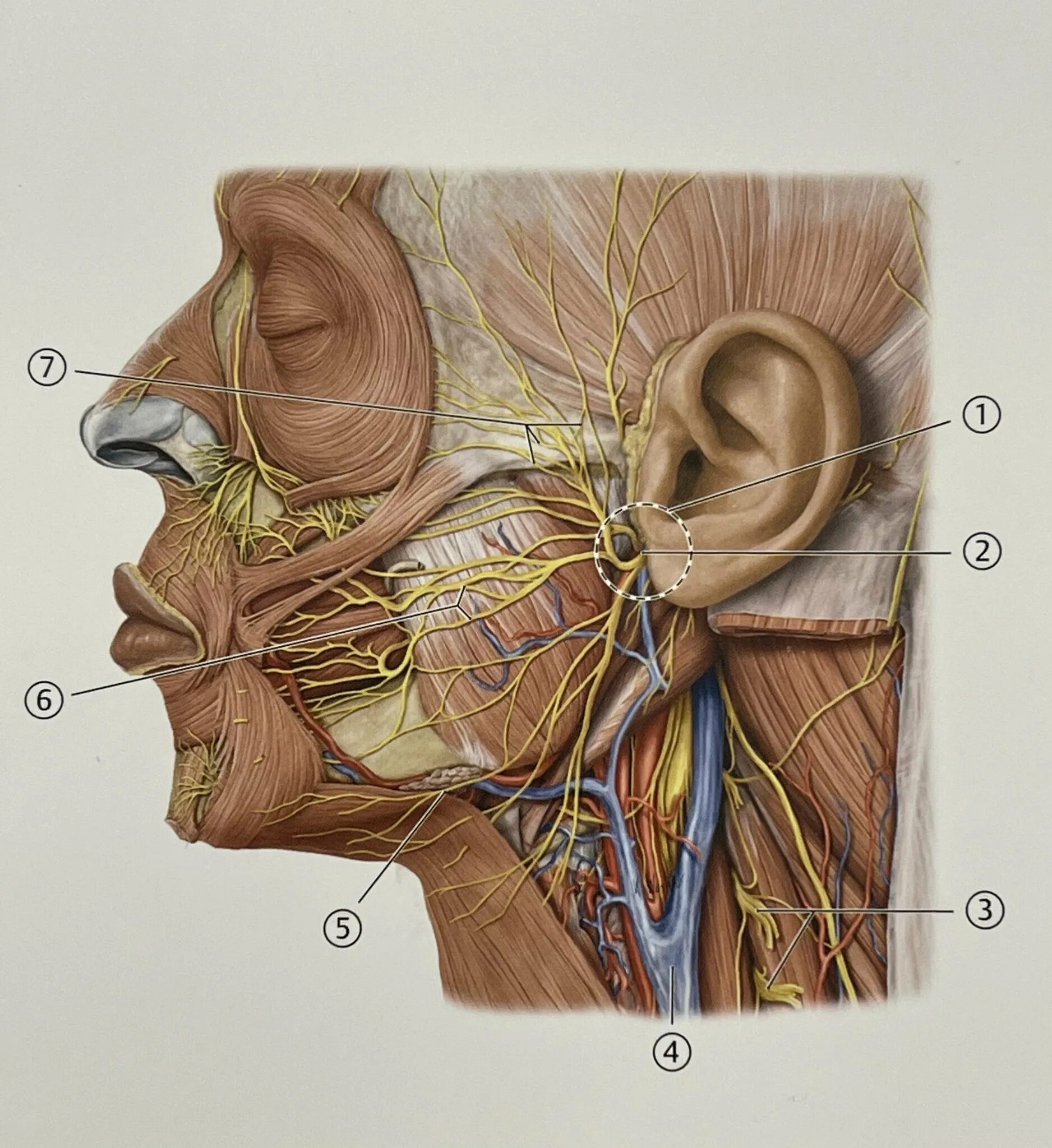 3 лицевой нерв. Nervus Facialis. Лицевой нерв (n. Facialis). Facialis нерв.