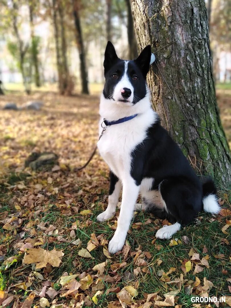 Лайка собака русско европейская. Европейская лайка. Европейская лайка. Европейская лайка. Во точно европейская лайка.