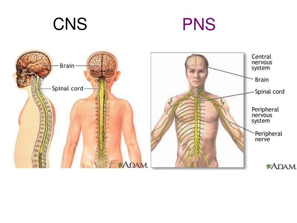 Центральная нервная система. Central nervous System. CNS. Нервная система ребенка. Нервная система латынь