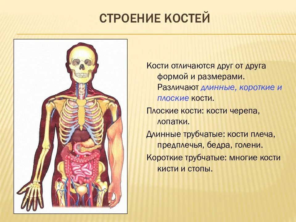 Структура скелета. Строение ч5ловеаа кости. Костная система человека анатомия. Скелет человека строение человека.