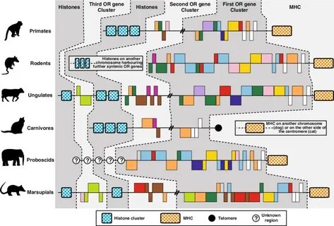Comparative genomics