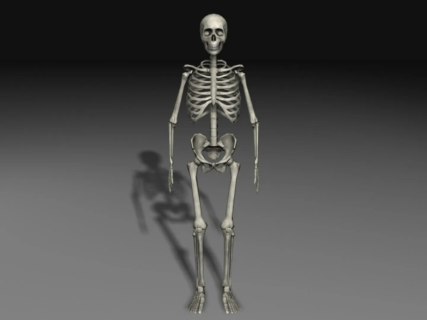 Включи скелетов 2. Скелет зибраш модель. 3ds Max скелет человека модель. 3д модель скелета человека Blender. Макет скелета.
