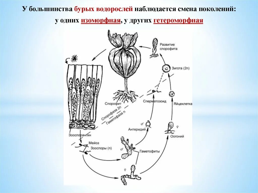 Схема красных и бурых водорослей. Цикл развития бурых водорослей. Изоморфная смена поколений у ламинария. Бурые водоросли смена поколений. Гаметофит бурых водорослей.