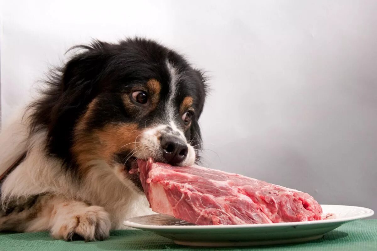 Можно кормить собаку сырым мясом. Еда для собак. Щенок кушает.