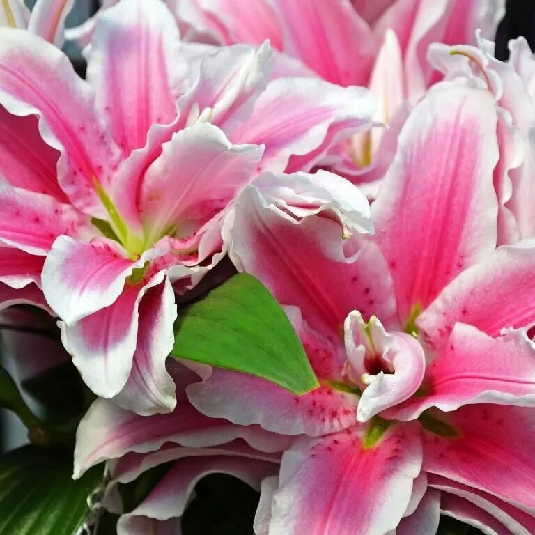 Лилия Sweet Rosy махровая купить в Украине с доставкой Цена в Svitroslyn.ua