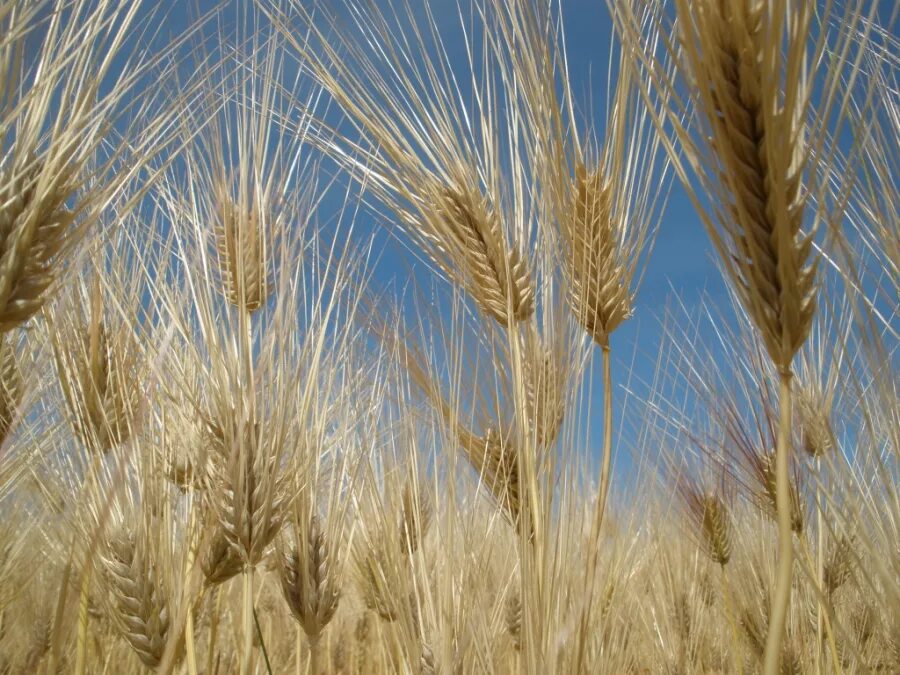экспорт сельскохозяйственной продукции. фирмы пшеницы. полба двузернянка. полба спельта. сорт алексеич озимая пшеница.