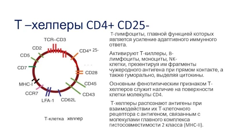 Сд лимфоциты. Cd4 лимфоциты функции. Cd4+ лимфоциты норма. Сд4 хелперы. T-лимфоциты cd4+.