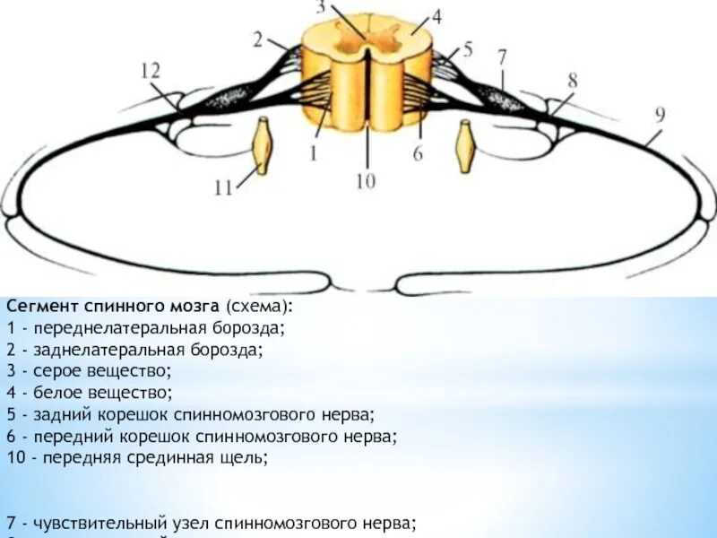 Сегмент спинного мозга функции. Схема сегмента спинного мозга. крестцовый сегмент спинного мозга рефлекторная функция. строение сегмента спинного мозга анатомия. схема строения сегмента спинного мозга.