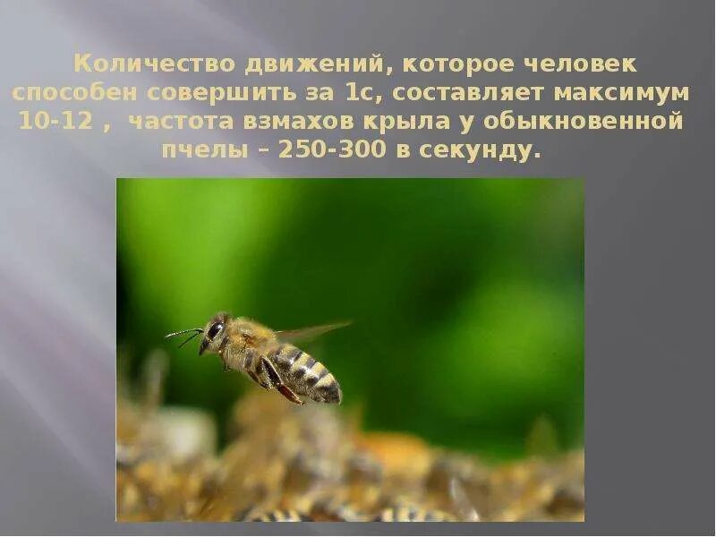 Сколько взмахов в секунду. Частота взмахов крыльев пчелы. Пчела частота взмахов. В секунду пчела совершает взмахов крыльями. Пчела взмах в секунду.