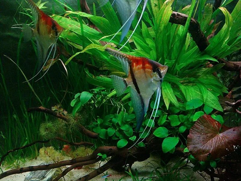 Красные жабры у скалярии. Родина скалярии аквариумной. Скалярии. Скалярия красная спина. Аквариум скалярии умирают.