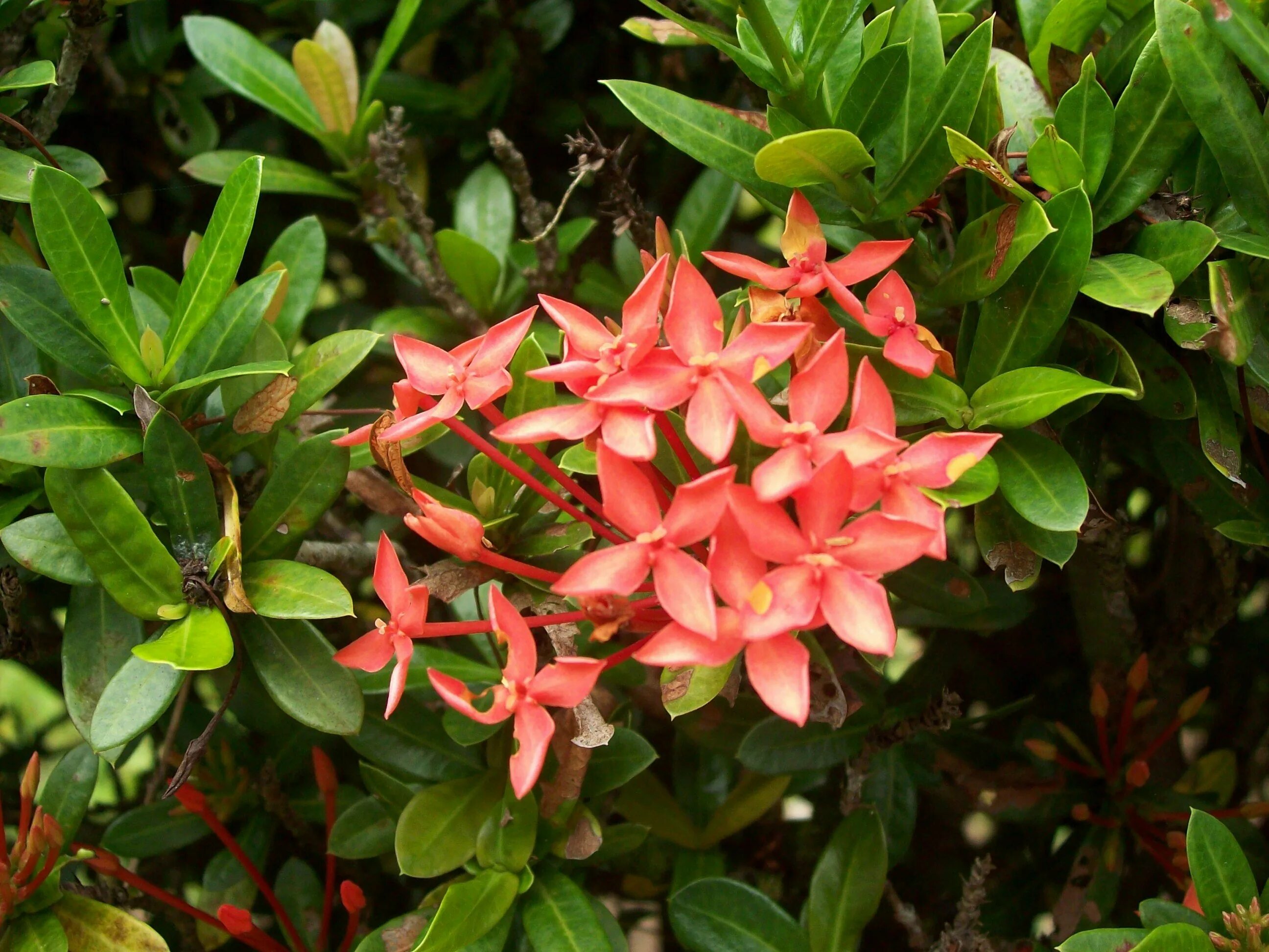 Иксора красная растение. Иксора кокцинея. Иксора яванская. Ixora coccinea. Иксора кокцинея.