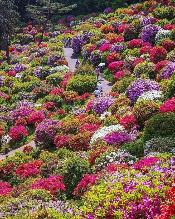 Flowers paradise. Цветочный парк Урасима Япония.