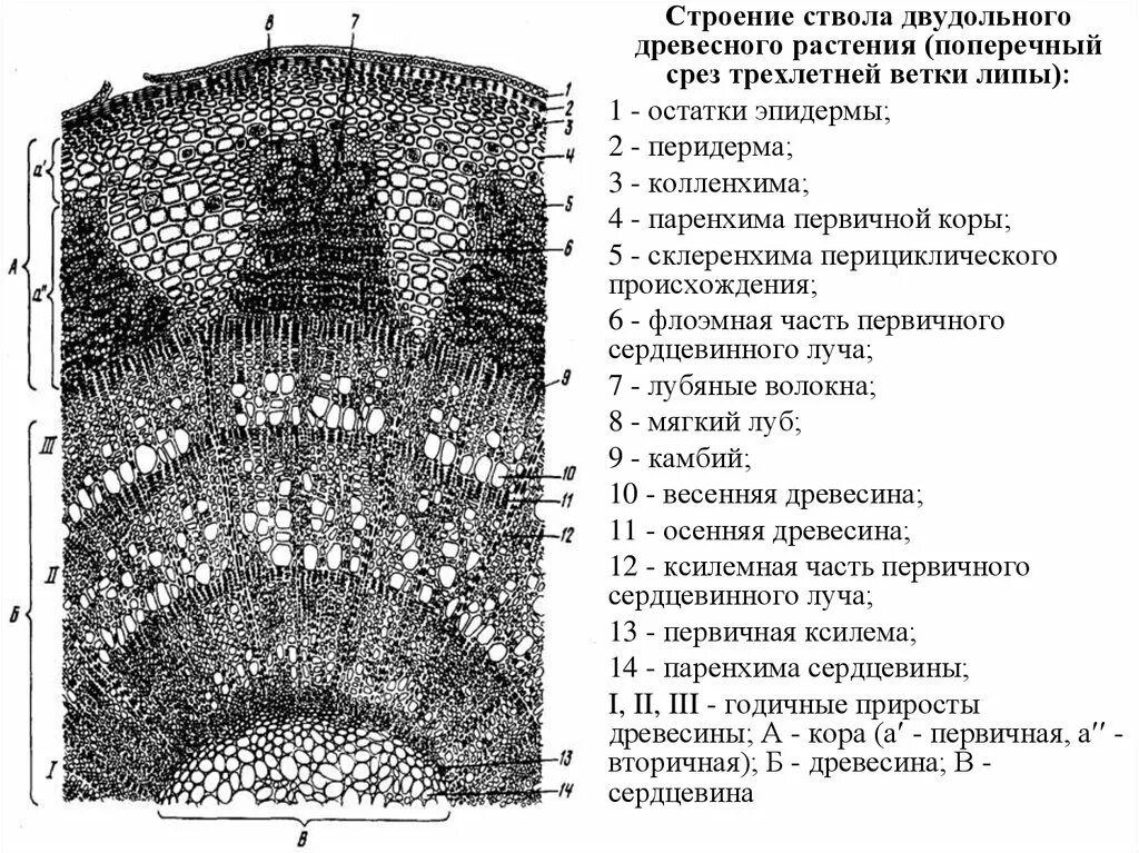 Поперечного среза стебля растения. Строение стебля двудольного древесного растения. Анатомическое строение стебля двудольных древесных растений. Поперечный срез древесного двудольного растения-. Строение стебля древесного двудольного растения липы мелколистной.