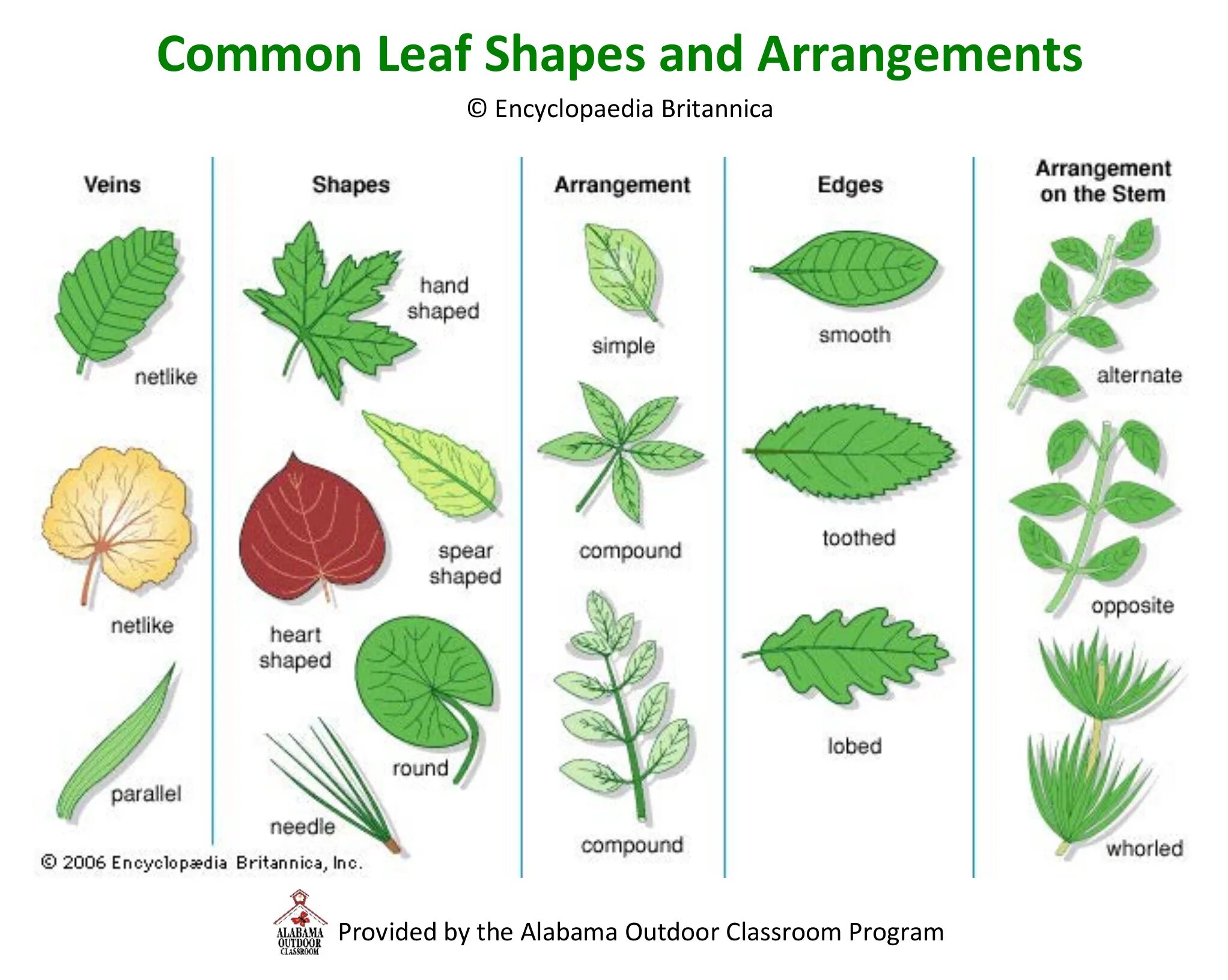 Types of leaves. учить язык с листочками. зарисовки листьев различных пород. Leaf venation. лист (ботаника).