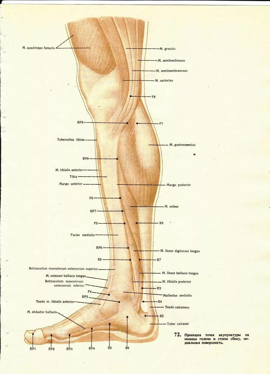 Нога человека щиколотка. Акупунктура точки на голени. Икра лодыжка голень щиколотка.