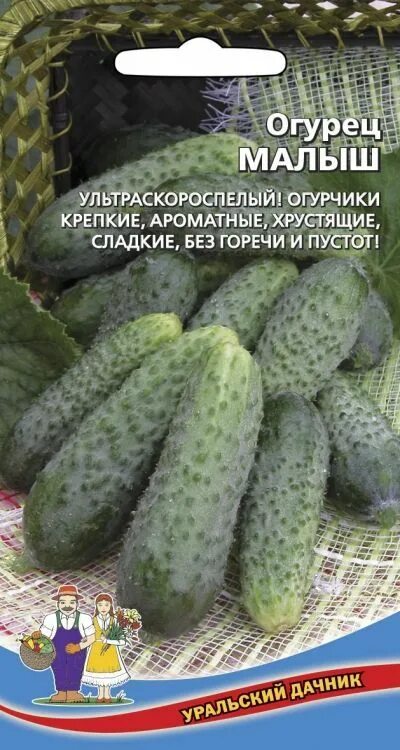 Огурцы сорта малыш. Огурец ультраскороспелый уральский дачник. огурец корнишон ультраскороспелый. кустовые огурцы корнишоны. сорт огурцов малыш.