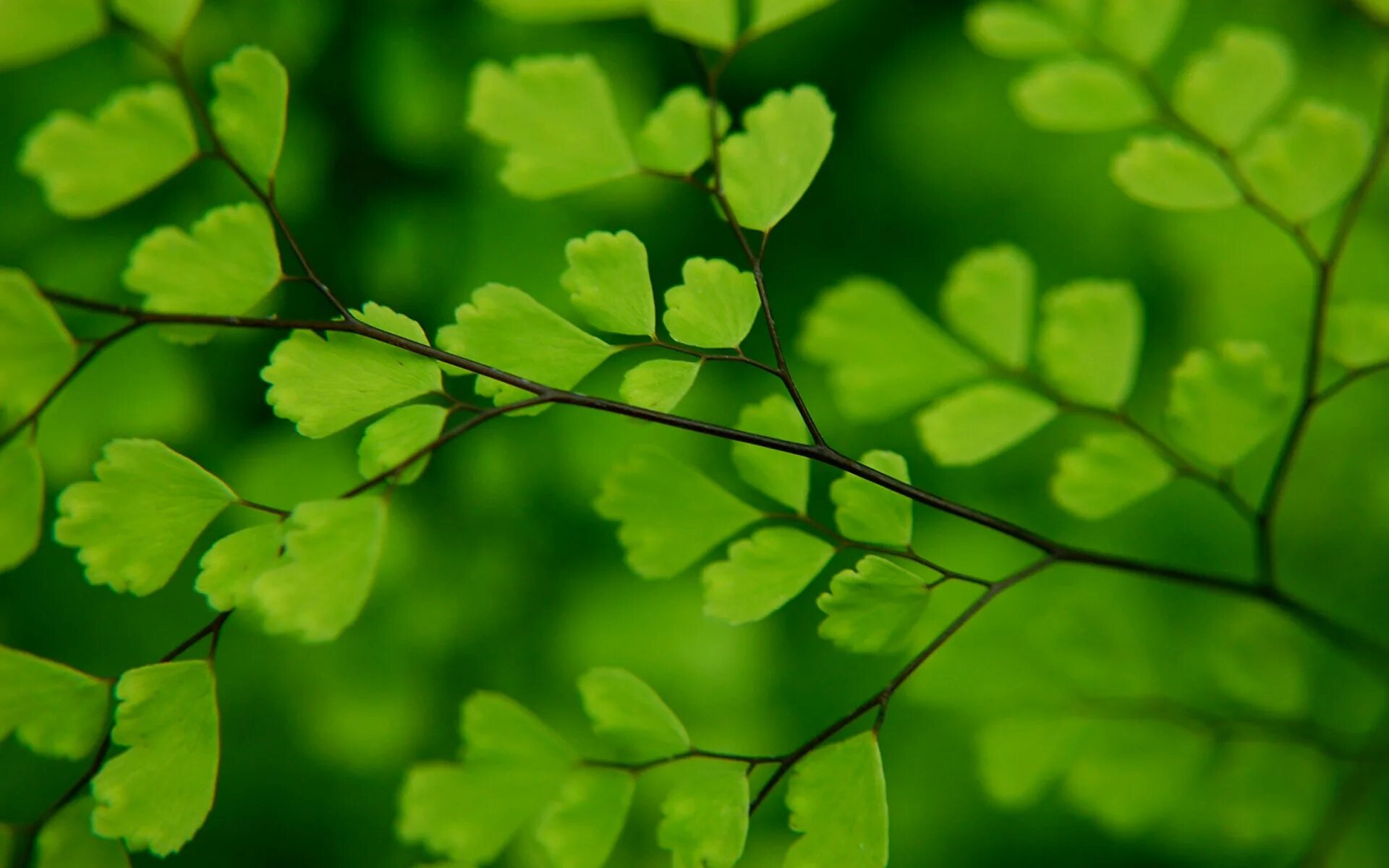 Natural leaves. Адиантум Венерин волос. Ветка папоротник адиантум. Красивые листья. Зелёные растения.