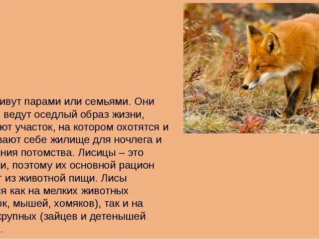 Набор обучающих карточек МИНИ-40 Wild animals/дикие животные - купить в интернет