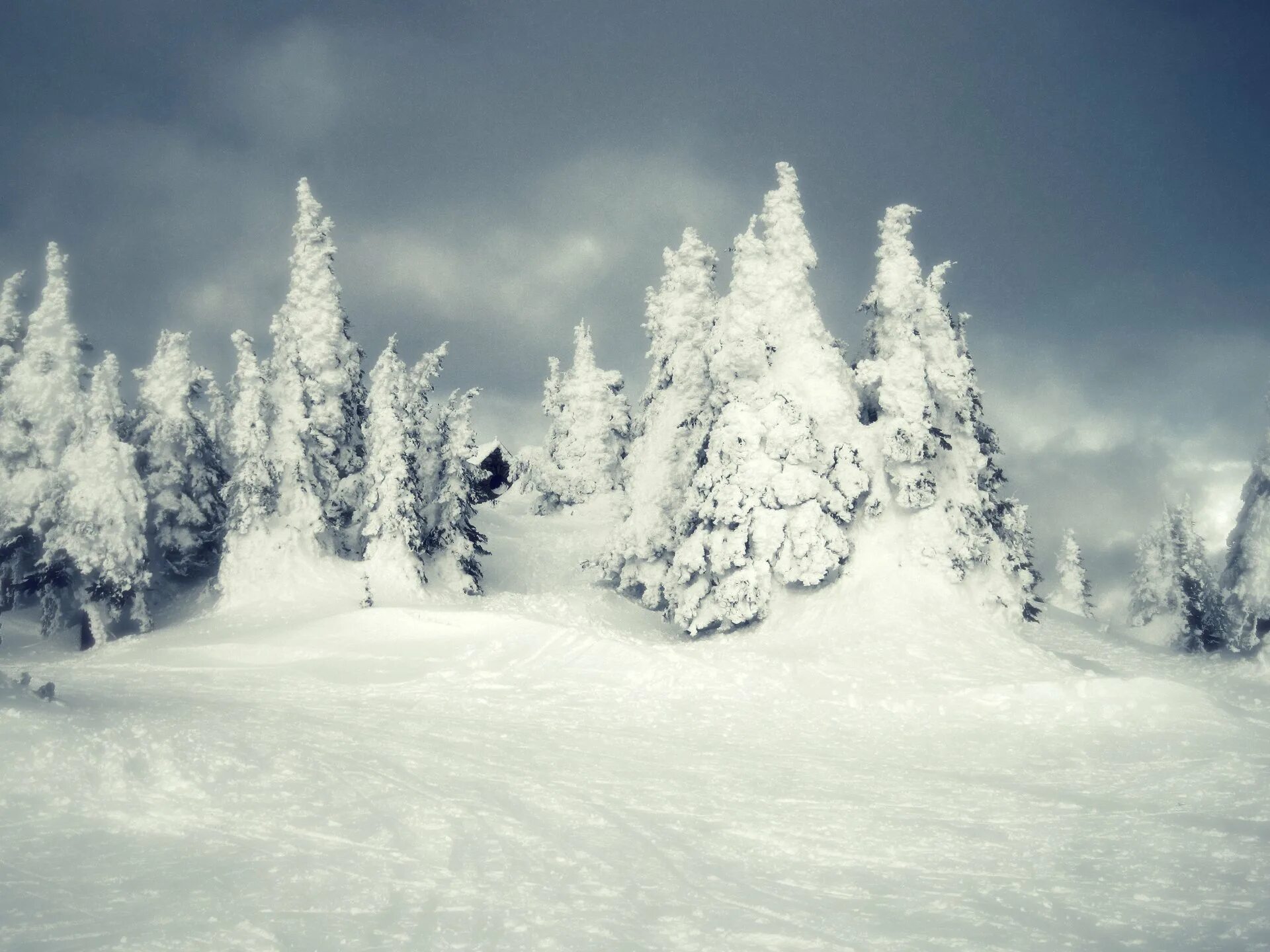 Snowy split