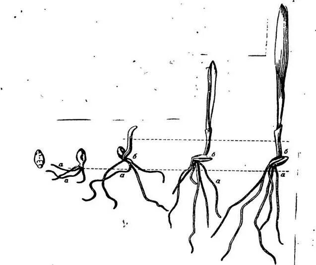 Эпикотиль у пшеницы. Корневая система Яровой пшеницы. Колеоптиль у пшеницы это. Колеоптиль и эпикотиль у пшеницы. Колеоптиль