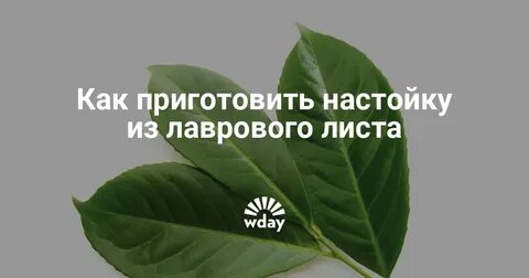 Настойка из лавровых листьев на воде