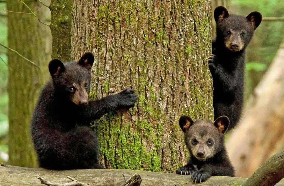 Фотографии 3 медведей. Барибал Медвежонок. Барибал с детенышами. Три медвежонка. Медвежата фото.
