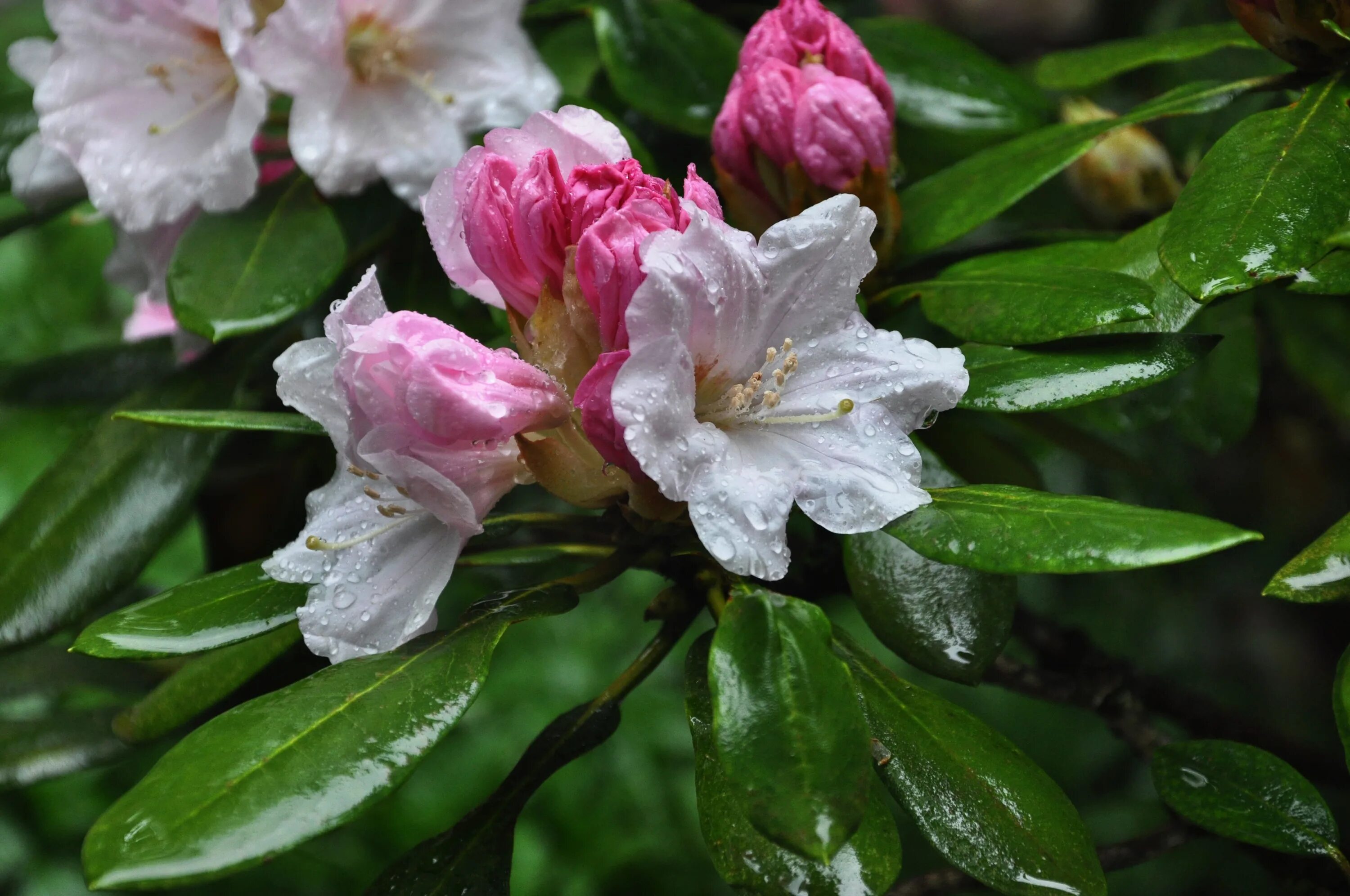 Цветок расцветает раз в год. Камелия сасанква. Рододендрон весной. Кустарник с бело розовыми цветами. Цветущие кустарники Тайланда.