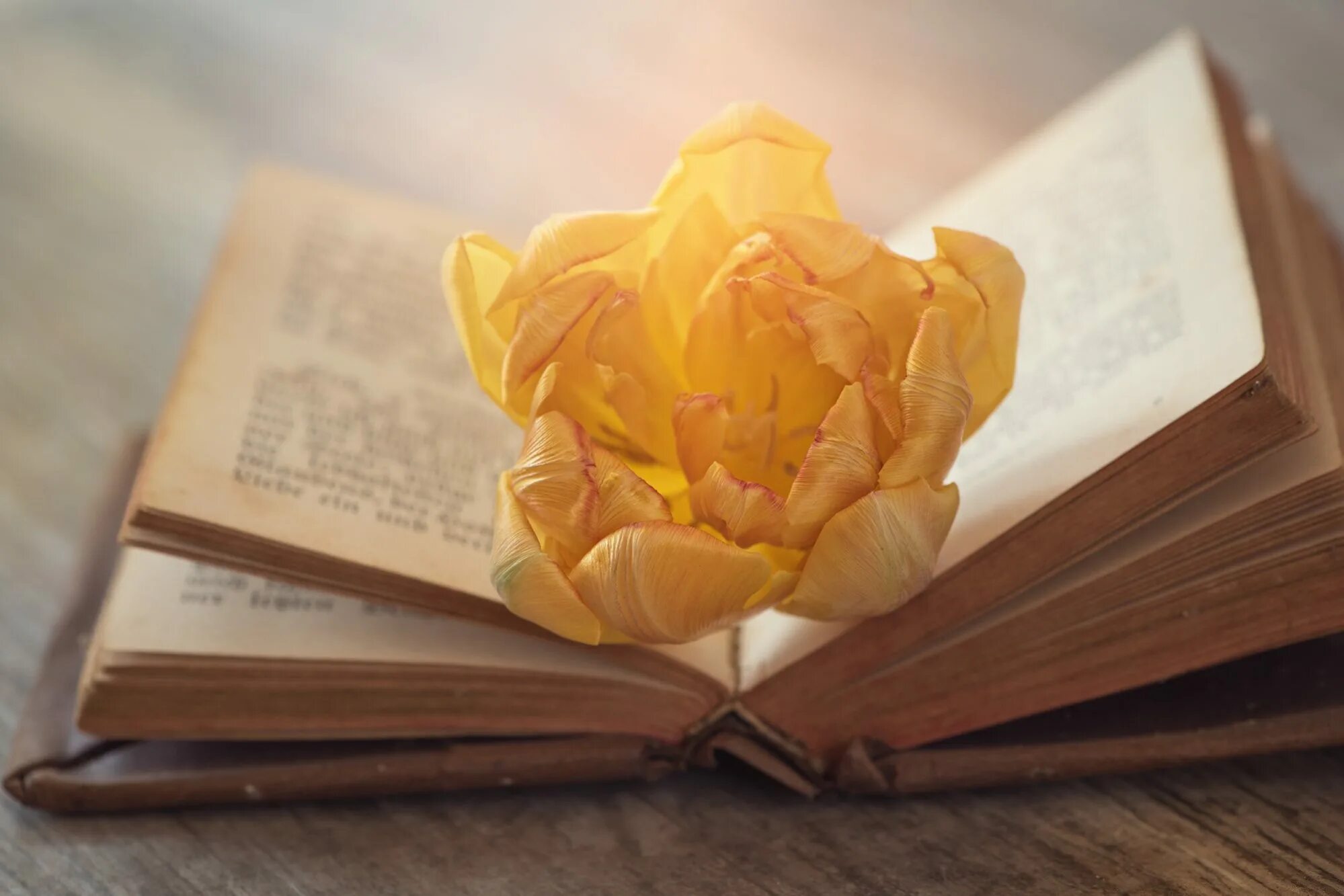 Последний осенний цветок книга. Книга цветы. книга с цветами. красивые книги. пожелтевшие страницы книги.