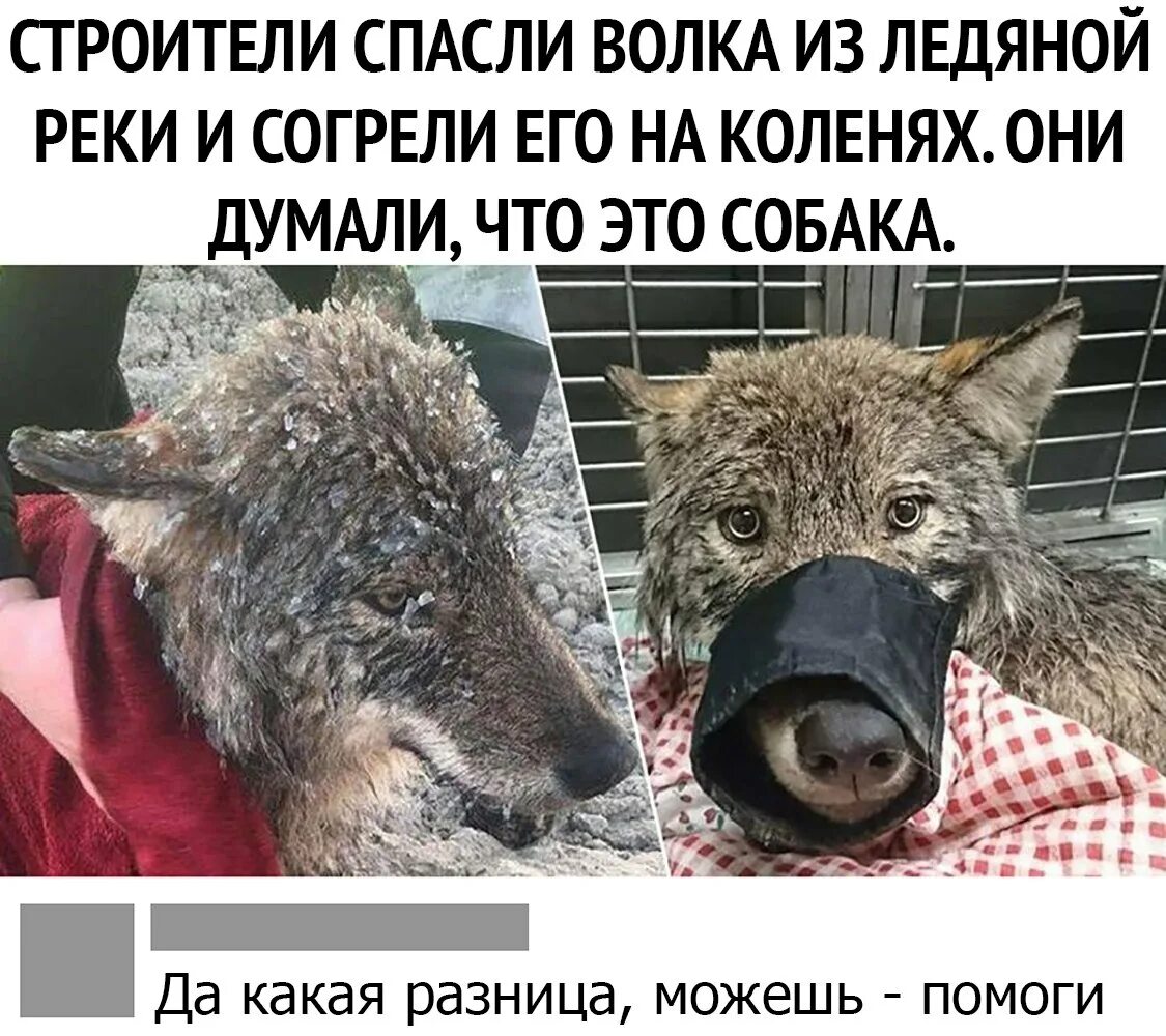 Женщина поймала волка и посадила в машину. Девушка спасла волка думала собака.