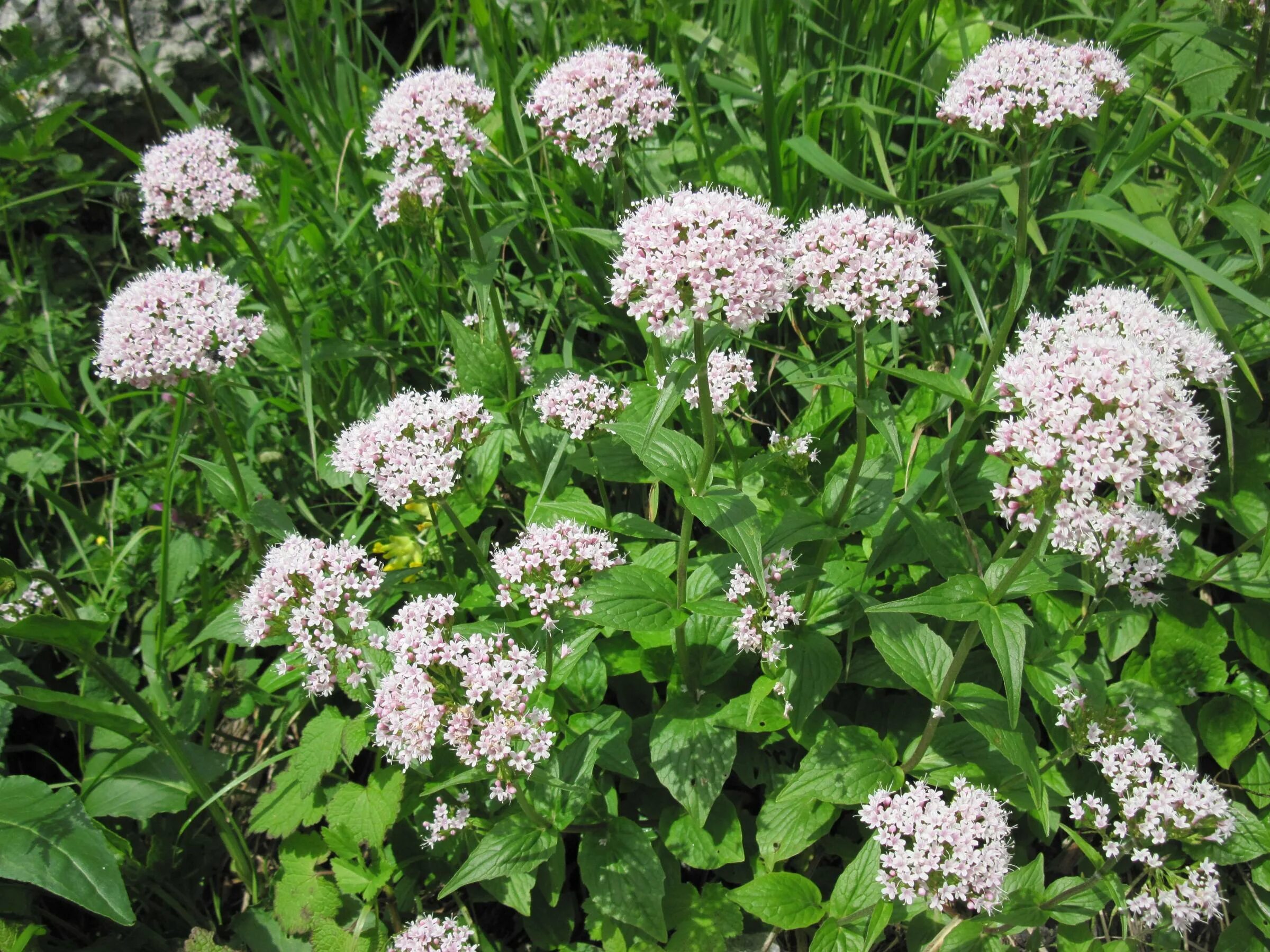 Валерьянка трава. Валериана. (Valeriana officinalis). Валериана лекарственная / Valeriána officinális. Валериана двудомная. Валериана лекарь.