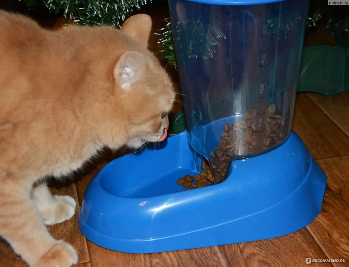 Кошачья кормушка для сухого корма. Кормушка для кошек из пластиковых бутылок. Самодельная кормушка для кошек. Самодельная кормушка для кошек. Самодельная кормушка для кота.