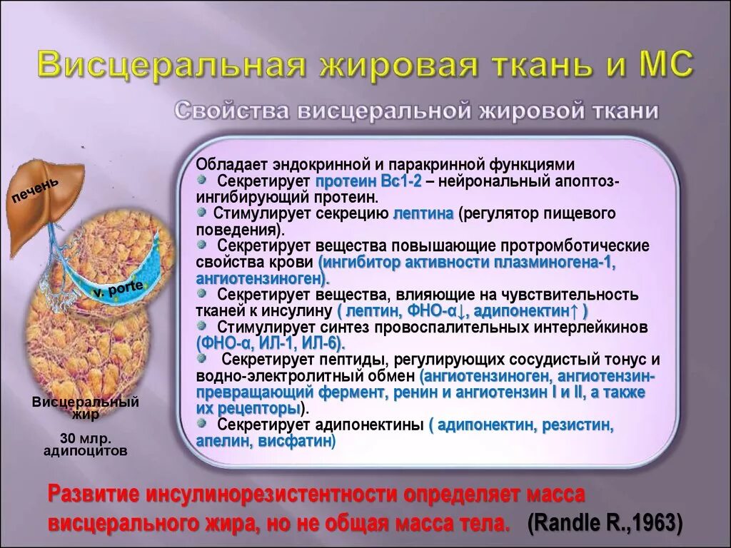 При метаболическом синдроме в жировой ткани. Клетчатка строение и функции