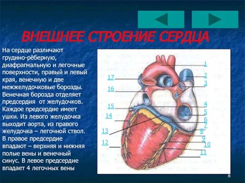 Строение сердца венечный синус. Внешнее строение сердца анатомия. Левый желудочек сердца. Строение сердца снаружи. Правый желудочек функции