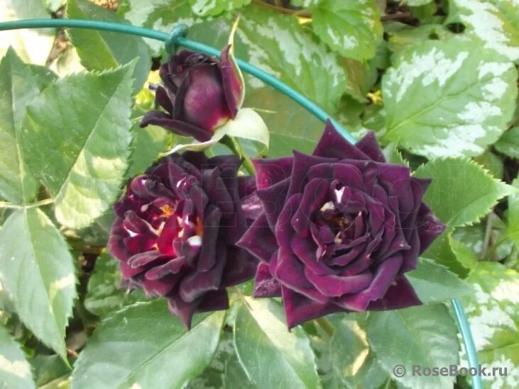 роза миниатюрная мари бридж. роза "super sun". энциклопедия роз видео. роза менхензауэр. энциклопедия роз видео.