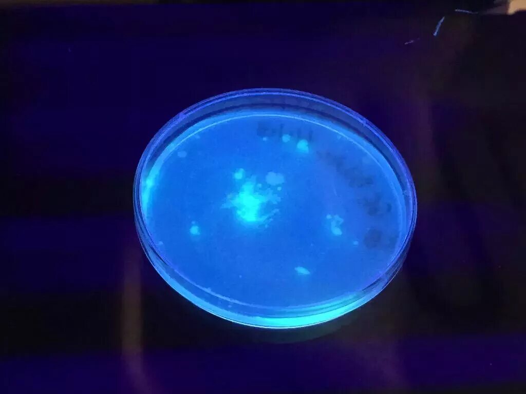 Pseudomonas Fluorescens препараты. Колония бактерий Pseudomonas Fluorescens. Псевдомонада Флюоресценс. Pseudomonas Fluorescens ВКГ rcam00538.