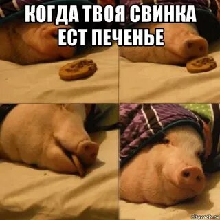 Твоя свинья