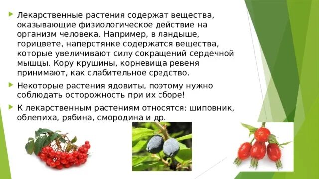 Растения содержат. Какие растения содержат вещества оказывающее. презентация по технологии 6 дикорастущие растения.
