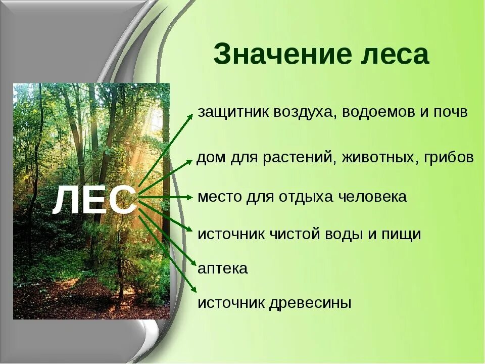 Значение леса для животных. Значение леса. защита леса презентация. важность сохранения лесов. защитник воздуха водоёмов и почв.