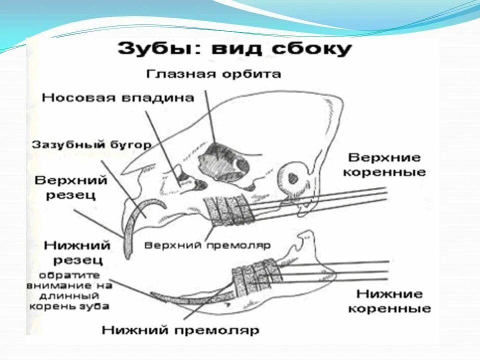 Какую особенность имеют резцы у грызунов. Строение ротовой полости морской свинки. Строение челюсти морской свинки. Строение челюсти и зубов у морской свинки. Морская Свинка зубы схема.