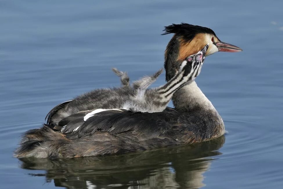 Водоплавающей птицей является