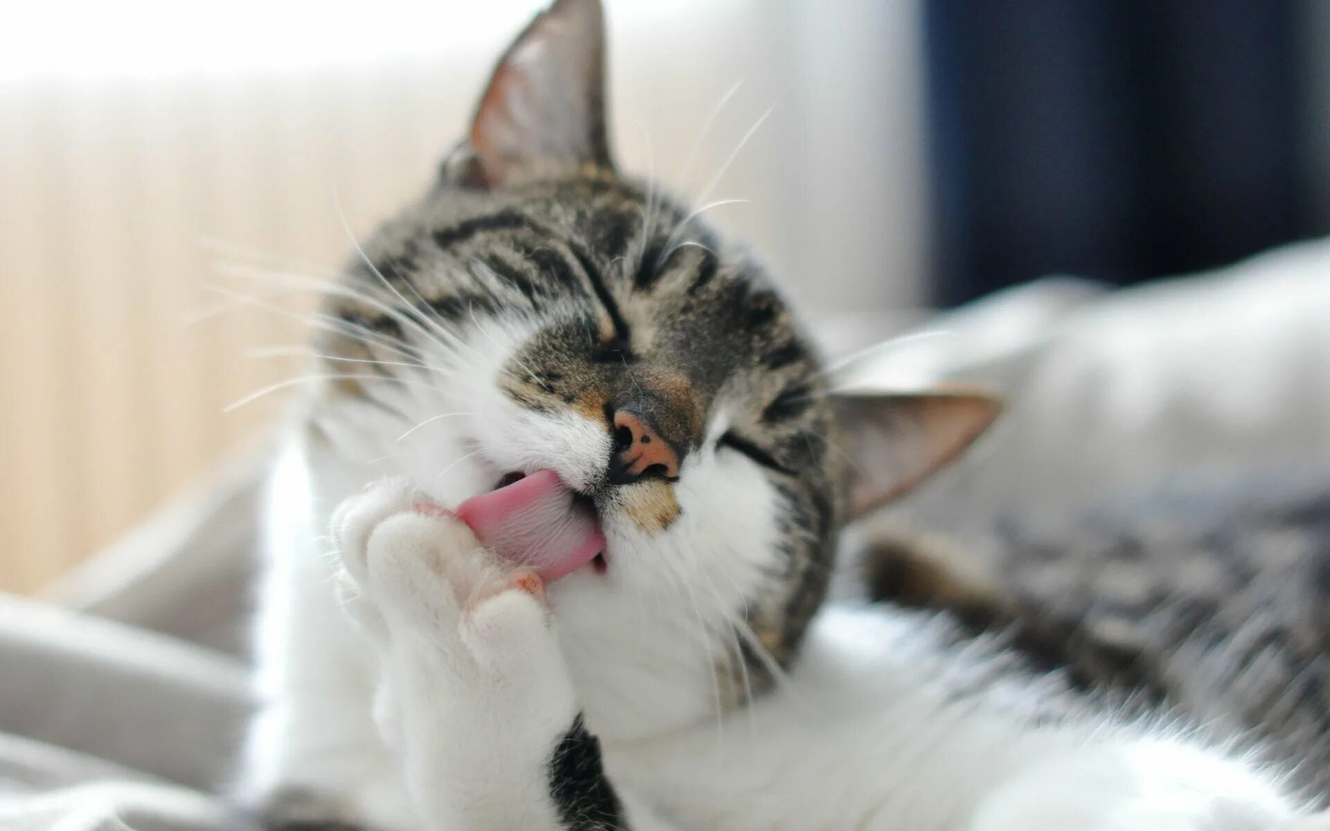 Рыжий кот умывается. Кот облизывается. Кот умывается. Почему кошка часто облизывается. Кошки облизывают друг друга.