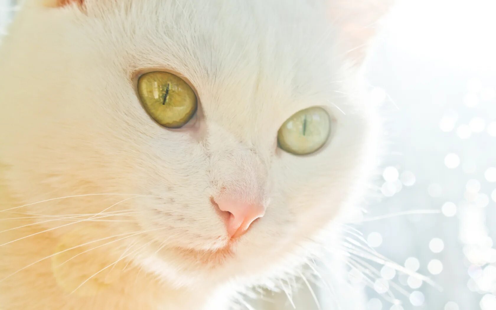 Белая кошка с зелеными глазами. Кошка белая. Белый кот с зелеными глазами. Белый котик с зелеными глазами. Белая киса