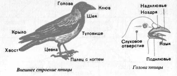 Основные отделы тела птицы 7 класс биология. Внешнее строение головы птицы. Внешнее строение птицы ворон. Схема внешнего строения птицы.