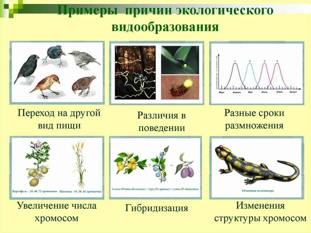 Видообразование тест 9. Причины экологического видообразования. Этапы экологического видообразования биология 9 класс. Основные этапы аллопатрического видообразования. Видообразование биология 11 класс таблица.