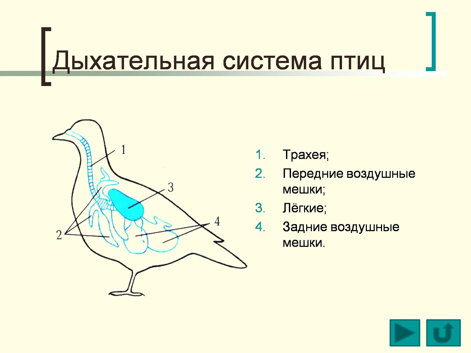 Какую функцию выполняют воздушные мешки. Схема дыхательной системы птицы. Схема строения дыхательной системы птиц. Система органов дыхания птиц схема. Схема дыхательной системы птицы рис 158.